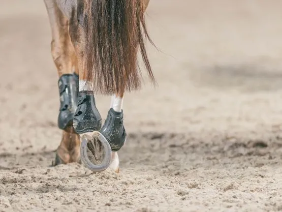 Lameness & musculoskeletal problems on a horse RéSoVet Équins