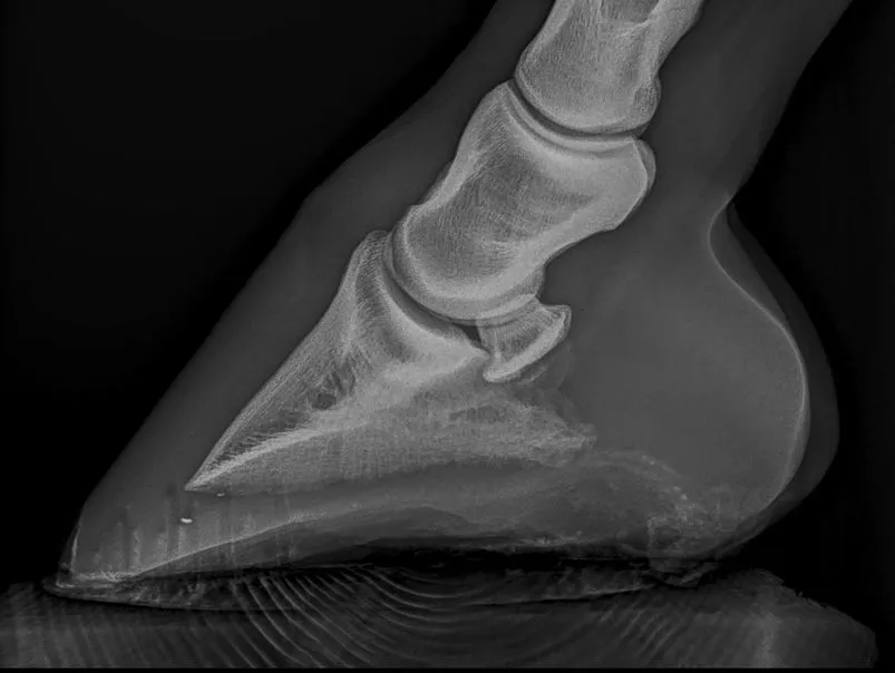 Radiographie du pied d'un cheval soigné par Résovet Équins en Romandie
