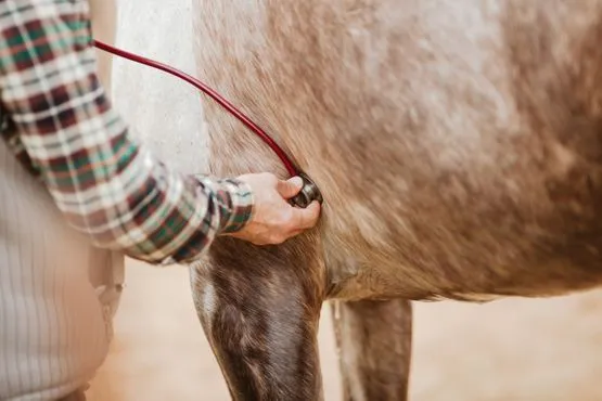 Intervention en urgence sur un cheval par un vétérinaire équin en Romandie
